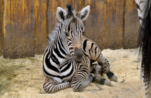 V liberecké zoo se narodila zebra Chapmanova. Od roku 1970 je už stá