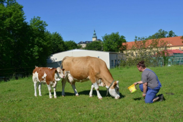 Frýdlantští studenti pěstují obilí i chmel a chovají krávy, ovce a kozy