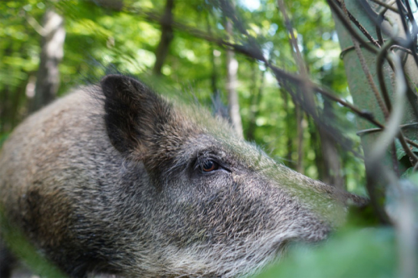 Liberecký kraj žádá občany, aby hlásili nález uhynulých prasat divokých 