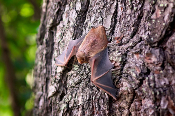 Přelom srpna a září patří v Libereckém kraji nocím pro netopýry