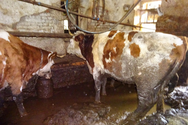 Veterinární správa odebrala chovateli ze Semilska tři desítky kusů týraného skotu