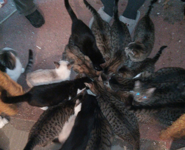 V libereckém bytě odhalili veterináři množírnu koček, chovateli odebrali 23 zvířat